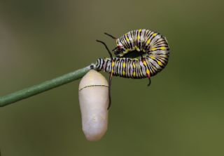 Sultan (Danaus chrysippus)