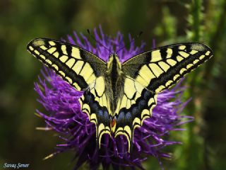 Krlangkuyruk (Papilio machaon)