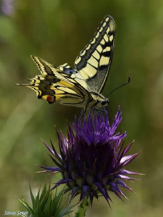 Krlangkuyruk (Papilio machaon)