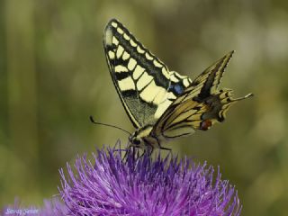 Krlangkuyruk (Papilio machaon)