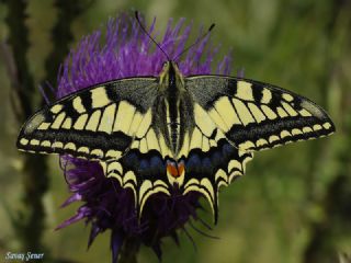 Krlangkuyruk (Papilio machaon)