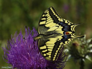 Krlangkuyruk (Papilio machaon)