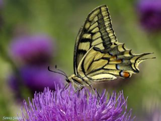 Krlangkuyruk (Papilio machaon)