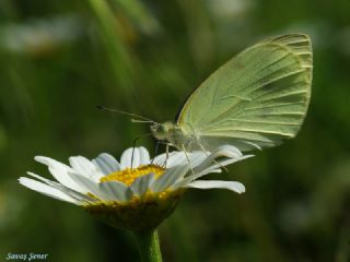 Kk Beyazmelek (Pieris rapae)