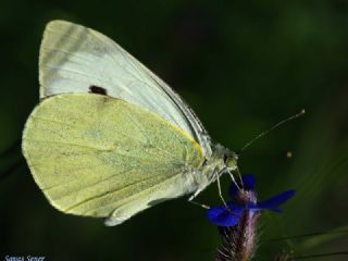 Byk Beyazmelek  (Pieris brassicae)