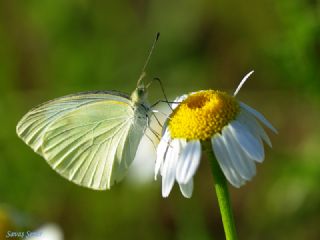 Kk Beyazmelek (Pieris rapae)