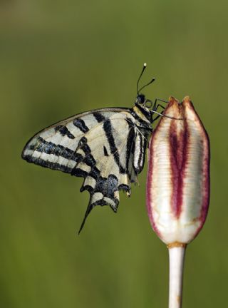 Kaplan Krlangkuyruk (Papilio alexanor)