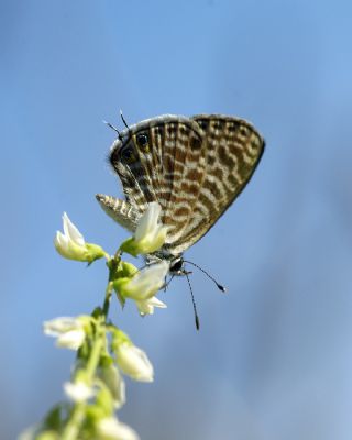 Mavi Zebra (Leptotes pirithous)