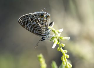 Mavi Zebra (Leptotes pirithous)