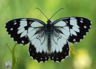Akdeniz Melikesi (Melanargia titea)