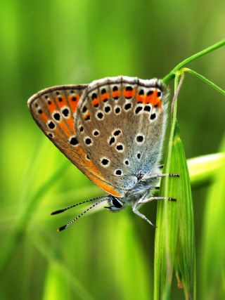 Kaplan Krlangkuyruk (Papilio alexanor)