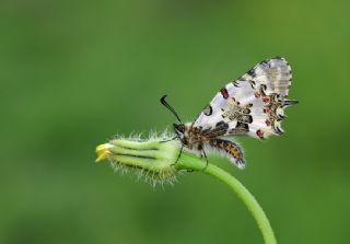 Orman Fistosu (Allancastria  cerisyi)