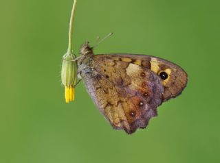 Karanlk Orman Esmeri (Pararge aegeria)