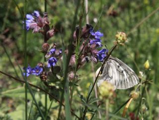 Dumanl Apollo (Parnassius mnemosyne)