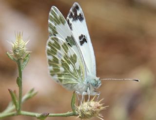 Yeni Beneklimelek (Pontia edusa)