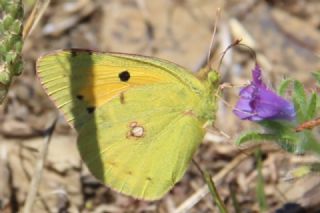 Sar Azamet (Colias croceus)