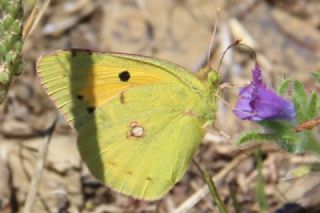 Sar Azamet (Colias croceus)