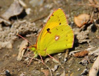 Sar Azamet (Colias croceus)