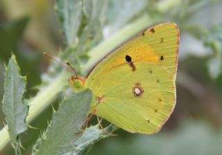 Sar Azamet (Colias croceus)