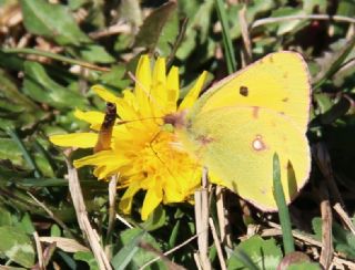 Sar Azamet (Colias croceus)