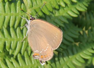 Byk Sevbeni (Satyrium ilicis)