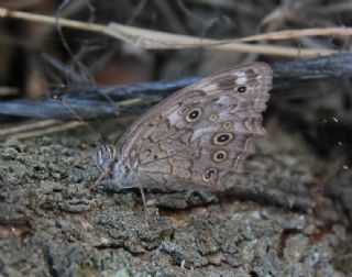 Aa Esmeri (Kirinia roxelana)