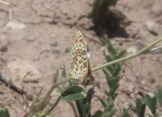 Gzel parhan (Melitaea syriaca)