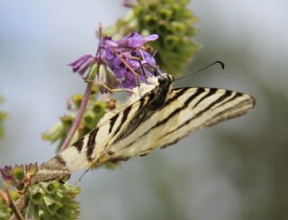 Erik Krlangkuyruk (Iphiclides podalirius)