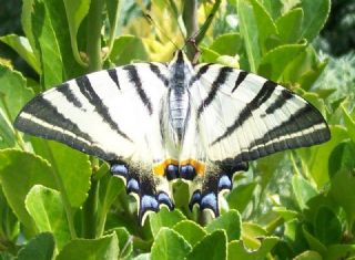 Erik Krlangkuyruk (Iphiclides podalirius)