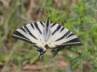 Erik Krlangkuyruk (Iphiclides podalirius)