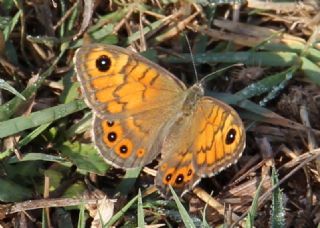 Kk Esmerboncuk (Lasiommata megera)