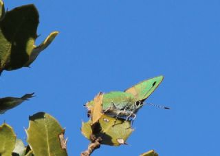 Zmrt (Callophrys rubi)