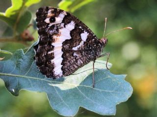 Kara Murat (Brintesia  circe)