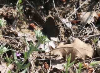 Byk Sevbeni (Satyrium ilicis)