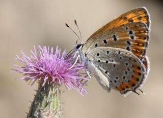 Kk Ate Gzeli (Lycaena thersamon)