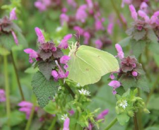 Orakkanat (Gonepteryx rhamni)