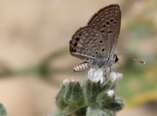 Mcevher Kelebei (Chilades trochylus)