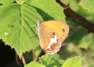 Funda Zpzp Perisi (Coenonympha arcania)