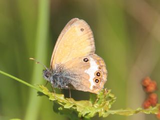 Funda Zpzp Perisi (Coenonympha arcania)