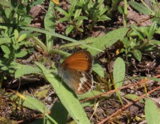 Funda Zpzp Perisi (Coenonympha arcania)