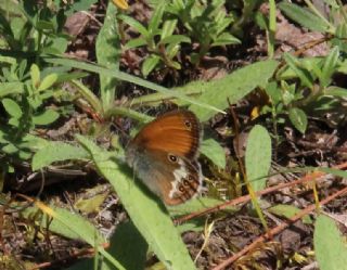 Funda Zpzp Perisi (Coenonympha arcania)