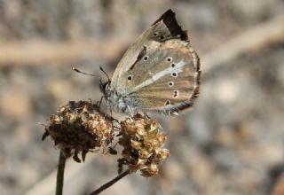 ? Agro Tr (Tanmsz) (Agrodiaetus sp.)
