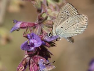 Anormal okgzl (Polyommatus admetus)