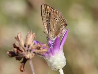 Anormal okgzl (Polyommatus admetus)