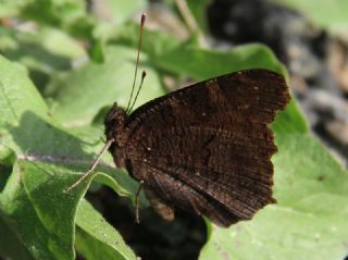 Tavus Kelebei (Inachis io)