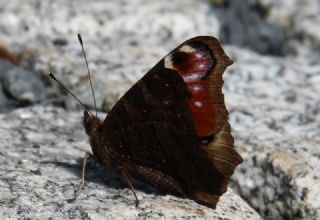 Tavus Kelebei (Inachis io)