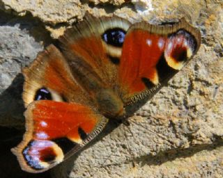 Tavus Kelebei (Nymphalis io)