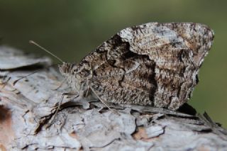 Byk Karamelek (Hipparchia syriaca)