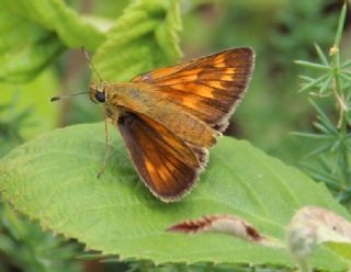 Orman Zpzp (Ochlodes sylvanus)