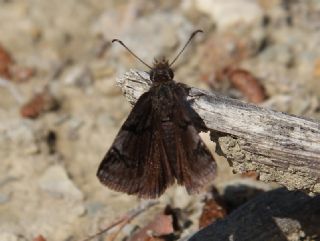 Kara Zpzp (Erynnis marloyi)